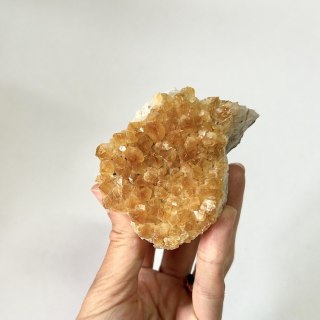 Cytryn mini szczotki